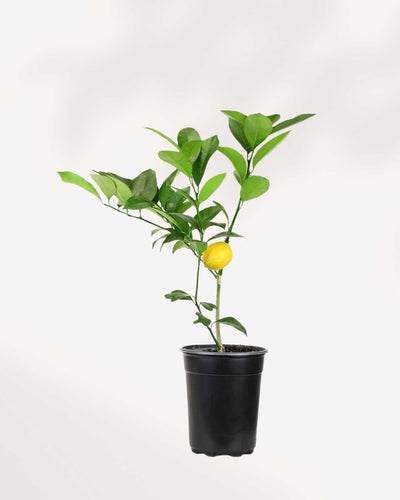 Citrus Meyer Lemon