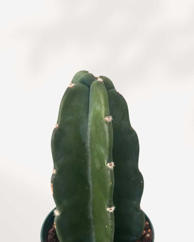 Cactus Cuddly
