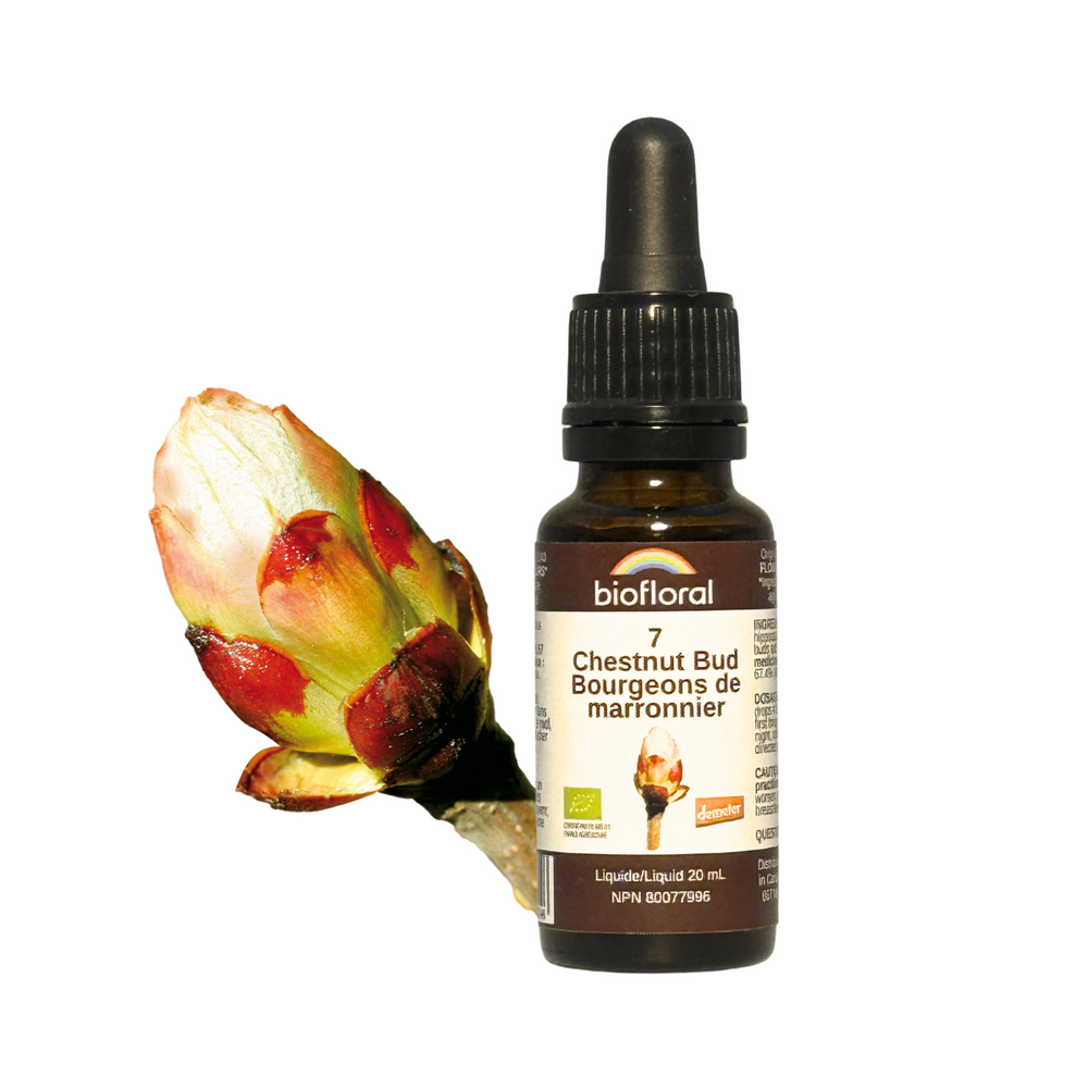 Chestnut Bud — Unytii - Suppléments et Produits Naturels