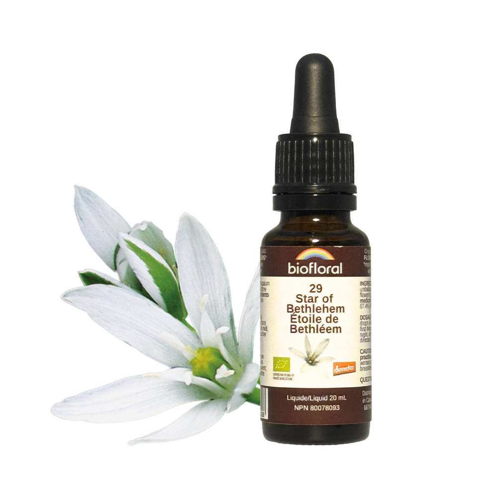 Star of Bethlehem — Unytii - Suppléments et Produits Naturels