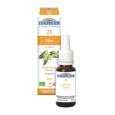Olive Tree