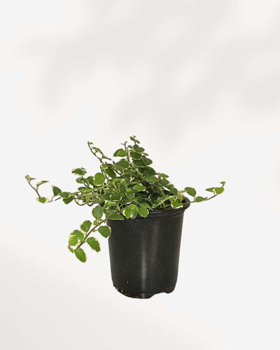 Ficus Repens