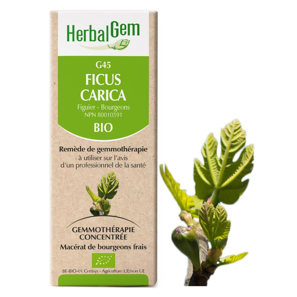 G45 - Ficus carica - Fig Tree