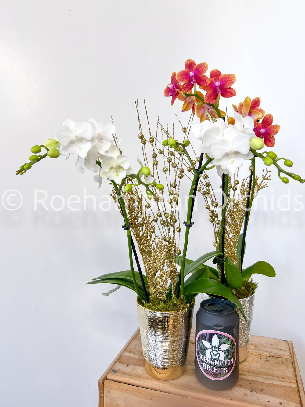 Enchanted Holiday Orchid