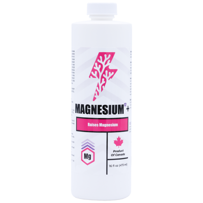 Magnesium¹²+