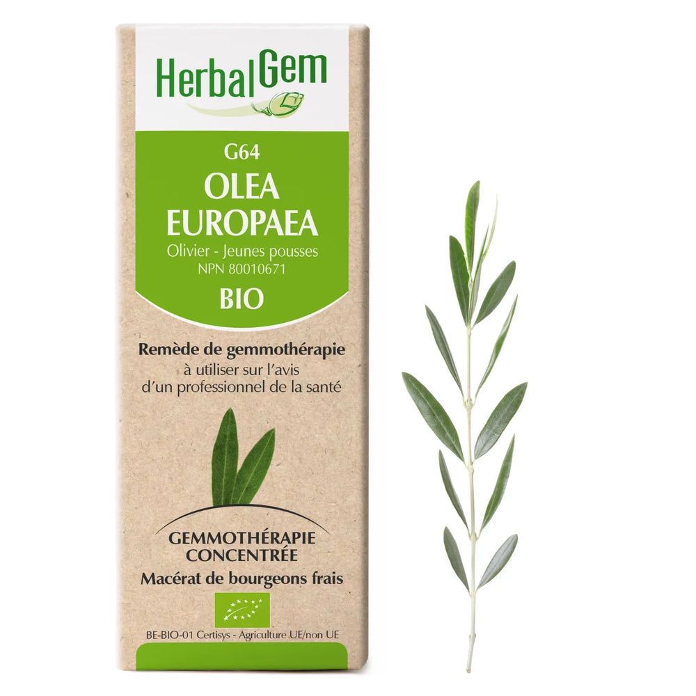 G64 - Olea europaea - Olive Tree