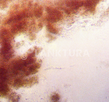 Palustris Live Bacteria - Bacto Fuel