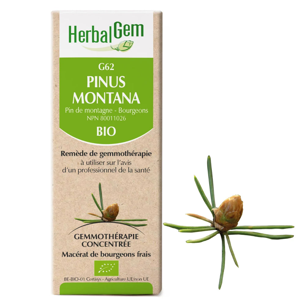 G62 - Pinus Montana - Pine — Unytii - Suppléments et Produits Naturels