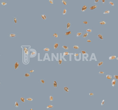 Rhodomonas Live Phytoplankton - Coral Shots
