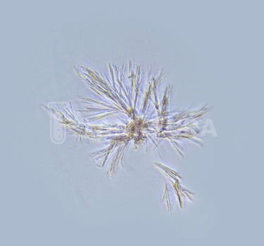 Palustris Live Bacteria - Bacto Fuel