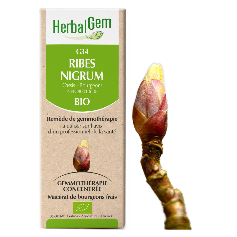 G34 - Ribes Nigrum - Blackcurrant