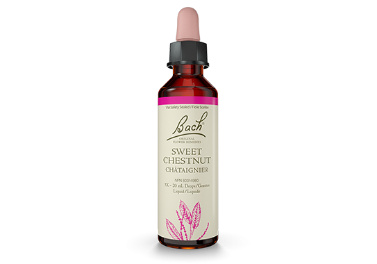 Sweet Chestnut — Unytii - Suppléments et Produits Naturels