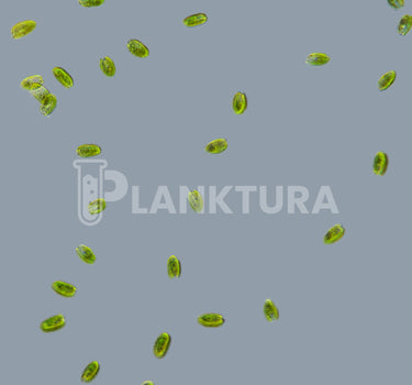 Tetraselmis Live Phytoplankton - Coral Shots