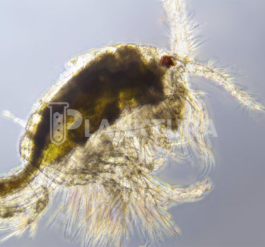 Tigriopus Live Copepods - Reef Pulse