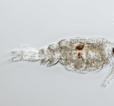 Tisbe Live Copepods - Reef Pulse