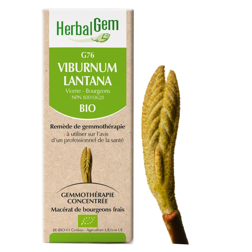 G76 - Viburnum lantana - Viorne