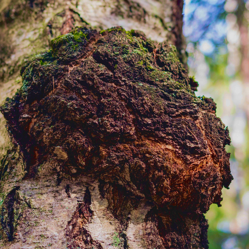 CHAGA MUSHROOM POWDER