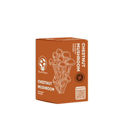 Kit de champignons châtaignes