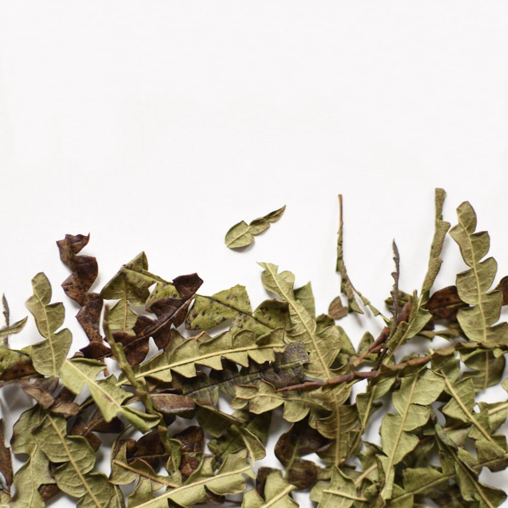 Sweet Fern, leaf