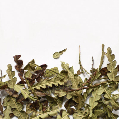 Sweet Fern, leaf