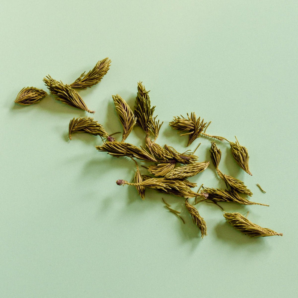 White Spruce Shoots