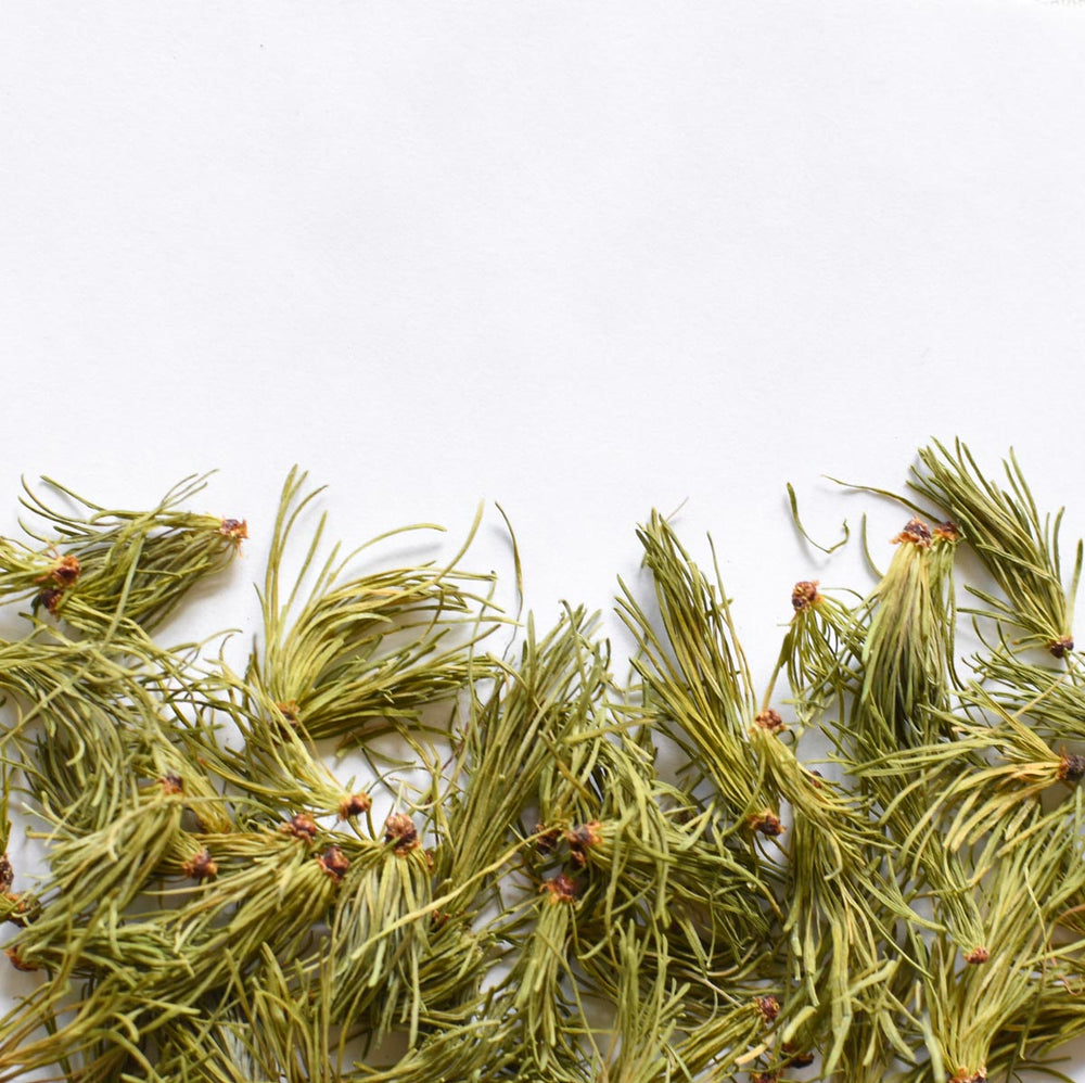 Larch, needle