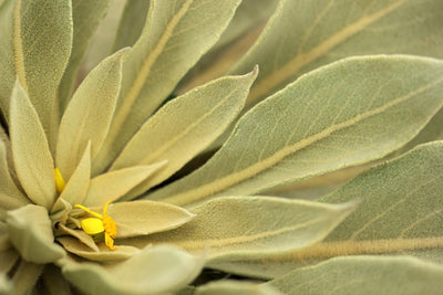 Feuilles de Molène