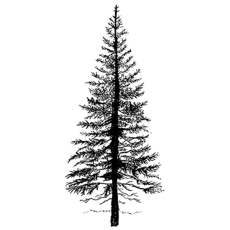 Lavinia Stamp - Fir Tree 1 — Ecstasy Crafts