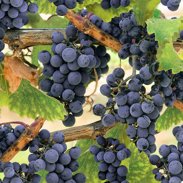 Hoffman Fabrics- Through the Vine- Grapes - 24964-45 — Cottage Quilting Ltd.