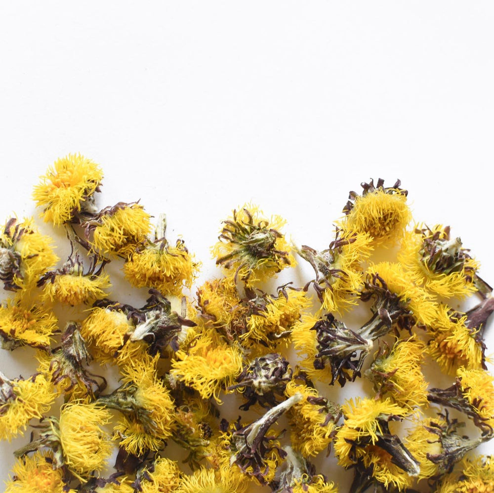 Coltsfoot, flower