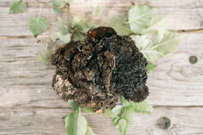 Champignon Chaga Sauvage Récolté